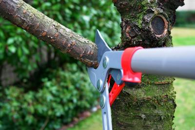 Garden Maintenance with our Tree Surgeon in Canterbury