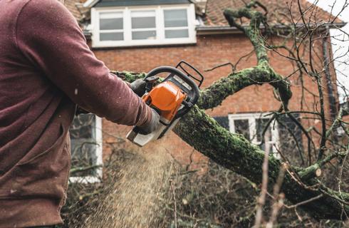 Tree Surgeon in Canterbury, Dead Wood Cutting
