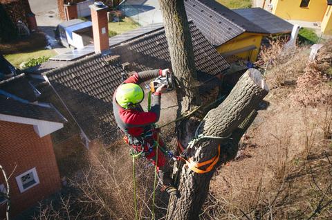Tree removal with our Tree Surgeon in Canterbury