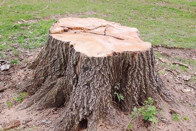 Stump Poisoning with our Tree Surgeon in Canterbury and Kent