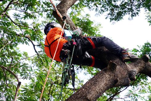 Tree Removal  with our Tree Surgeon in Canterbury